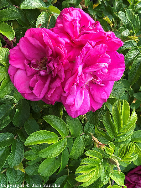 Rosa Rugosa-Ryhmä 'Moje Hammarberg'